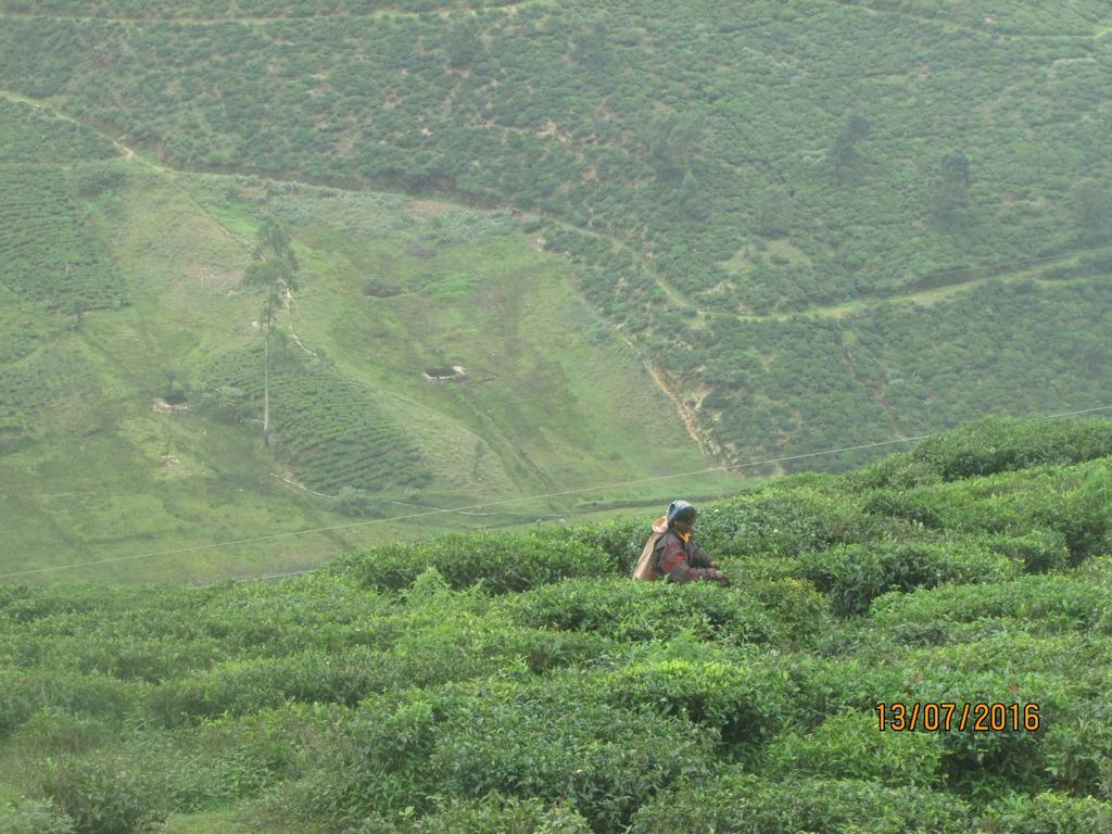 茶园山林小屋 努沃勒埃利耶 外观 照片